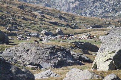 Lago delle Savine_119