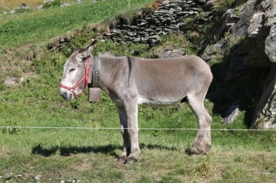 Rif Tazzetti_7