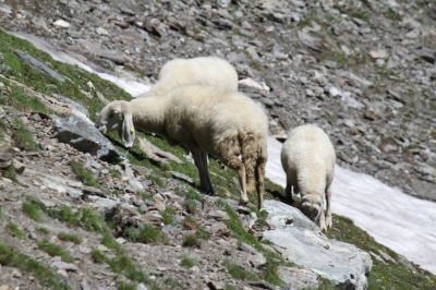 Rif Tazzetti_77